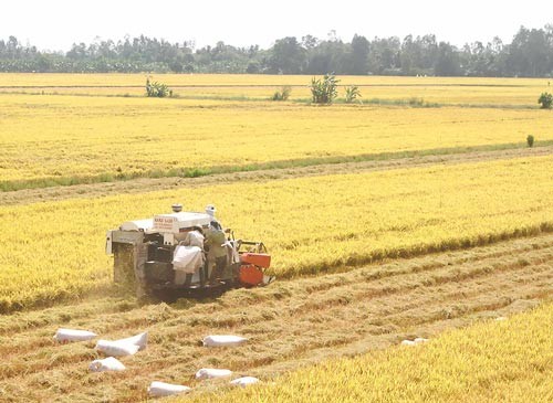 Rice harvest in a large scale field in the Mekong Delta (Photo: SGGP) Rice harvest in a large scale field in the Mekong Delta (Photo: SGGP)